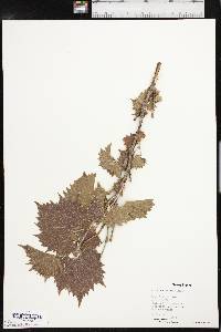 Vitis acerifolia image