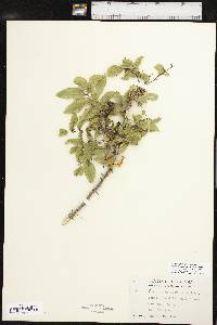 Zanthoxylum clava-herculis image