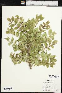 Zanthoxylum clava-herculis image
