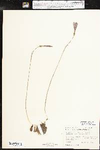 Zephyranthes atamasca image