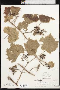 Vitis acerifolia image