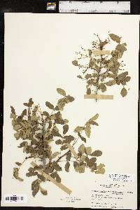 Zanthoxylum clava-herculis image