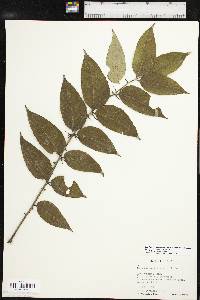 Zanthoxylum clava-herculis subsp. clava-herculis image