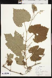 Vitis vulpina image