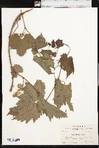 Vitis acerifolia image