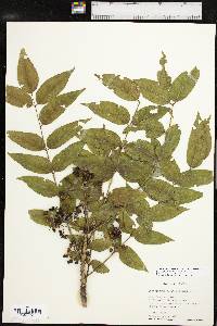 Zanthoxylum clava-herculis image