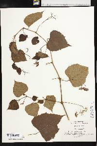 Ampelopsis cordata image