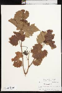 Vitis acerifolia image