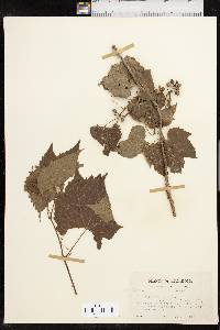 Vitis acerifolia image