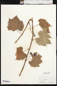 Vitis acerifolia image