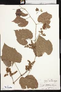 Vitis vulpina image