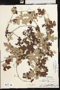 Vitis mustangensis image