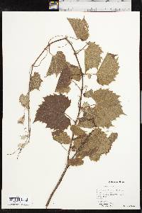 Vitis acerifolia image