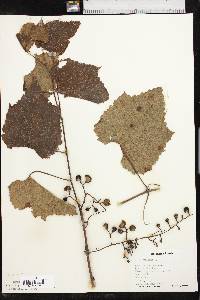 Vitis vulpina image