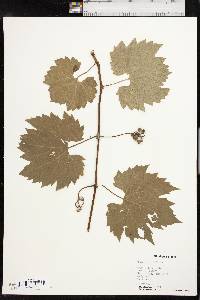 Vitis riparia image