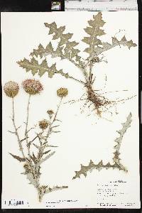 Cirsium texanum image