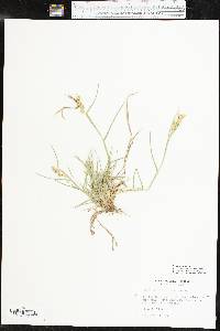 Cenchrus spinifex image