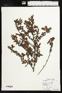 Cytisus scoparius image