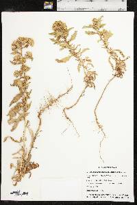 Rayjacksonia annua image