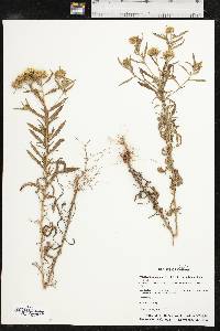 Rayjacksonia annua image