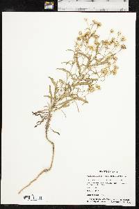 Rayjacksonia annua image