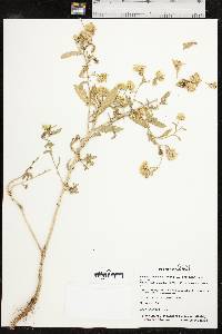 Rayjacksonia annua image