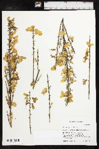 Cytisus scoparius image