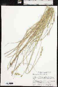 Carex ozarkana image