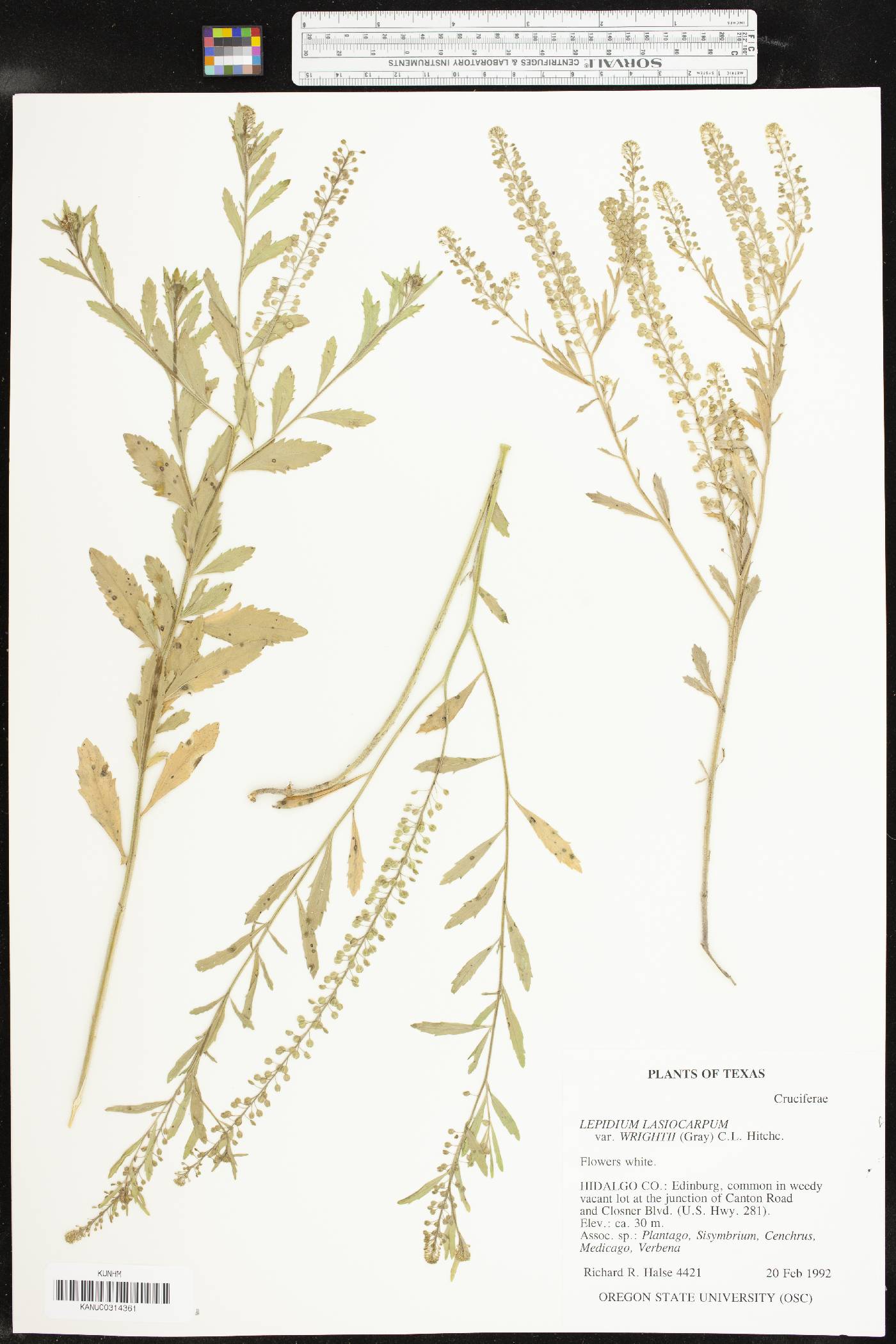 Lepidium lasiocarpum subsp. wrightii image