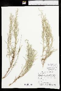 Artemisia cana image