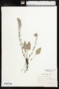 Veronica wyomingensis image