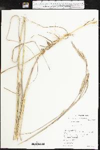 Andropogon hallii image