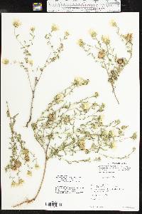 Xanthisma texanum image