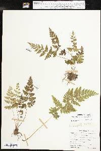 Cystopteris × tennesseensis image