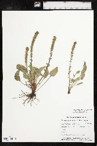 Veronica wyomingensis image