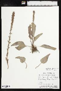 Veronica wyomingensis image