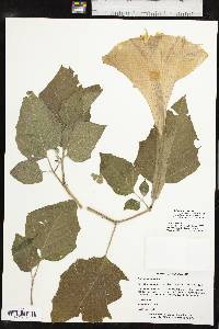 Datura wrightii image