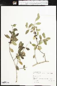 Ilex vomitoria image