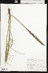 Liatris tenuis image