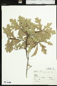 Quercus margaretta image