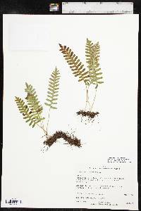 Polypodium sibiricum image