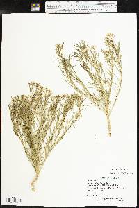 Lepidium alyssoides image