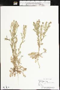 Lepidium sordidum image