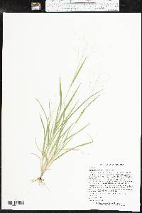 Panicum capillare var. capillare image