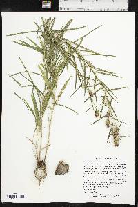 Liatris squarrosa var. glabrata image