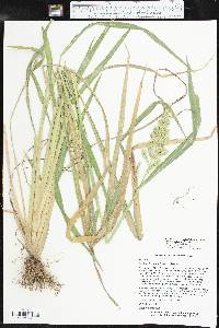 Echinochloa muricata var. microstachya image