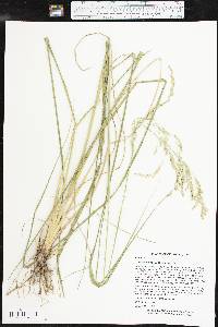 Tridens flavus var. flavus image