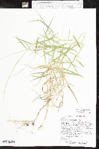 Muhlenbergia bushii image