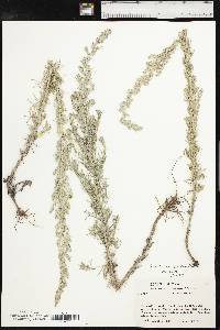 Artemisia carruthii image