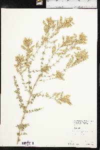 Aloysia gratissima image